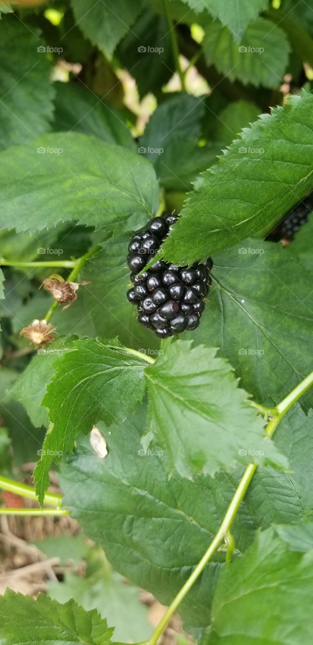 Big juicy blackberries