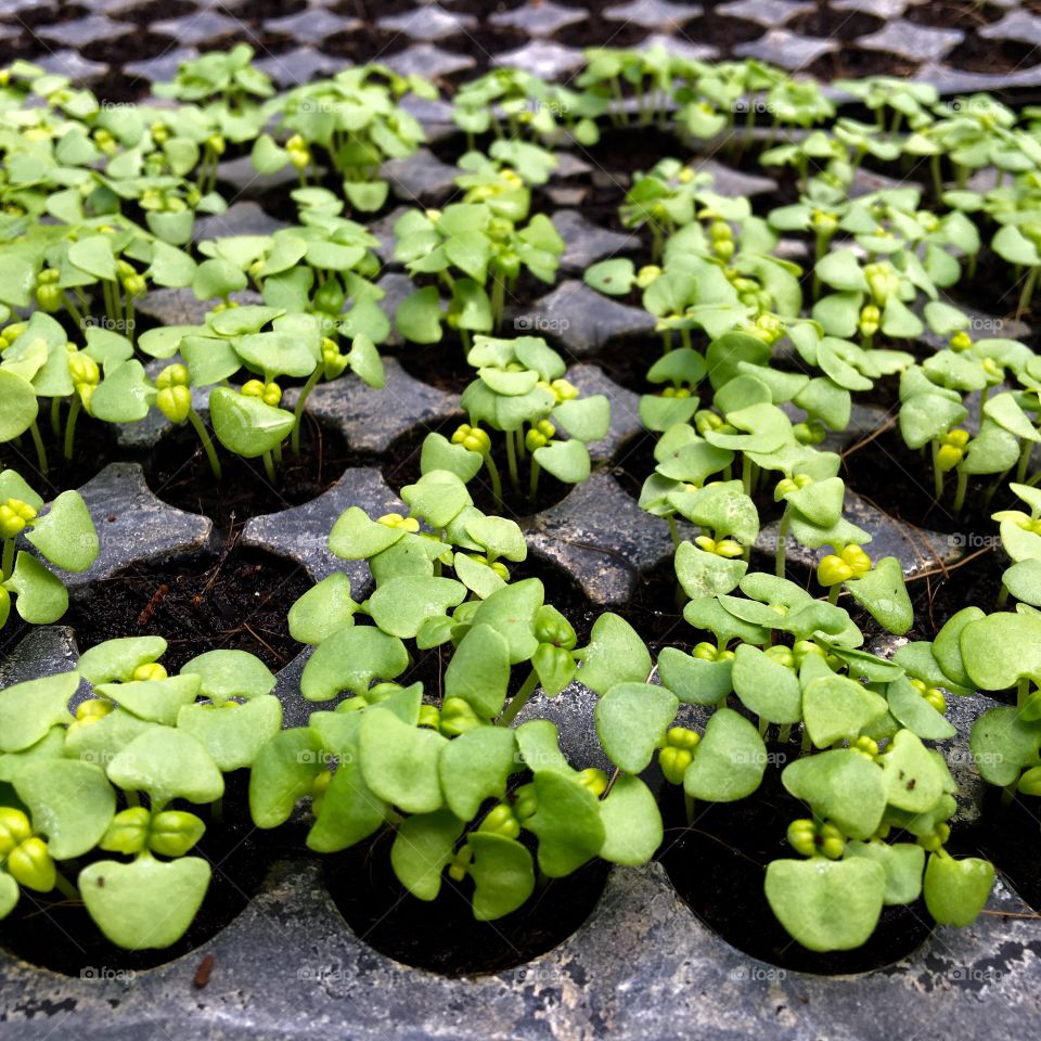 View of sapling plants