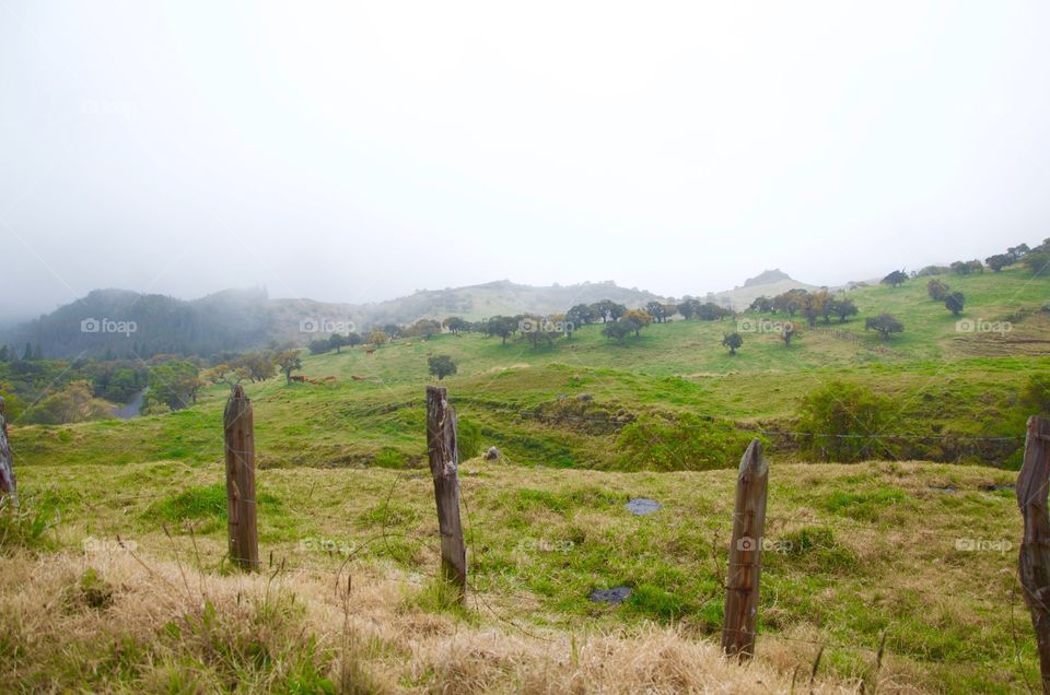 Grass field and some cows 