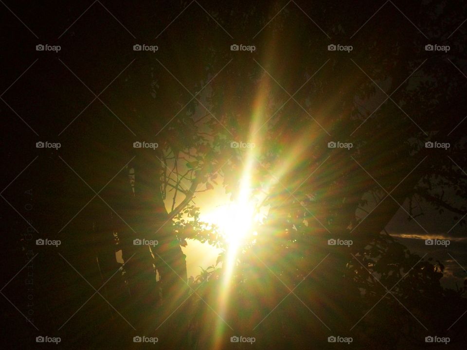 Sun through tree, sun, tree,sunset,sunlight,sunshine,shining,colorful,nature,landscape,rays