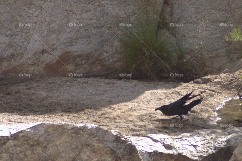 blackbird crow