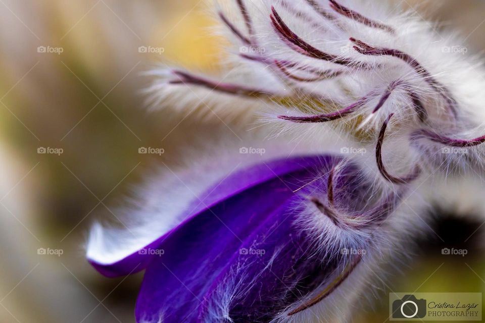 a beautiful purple flower in the botanical garden