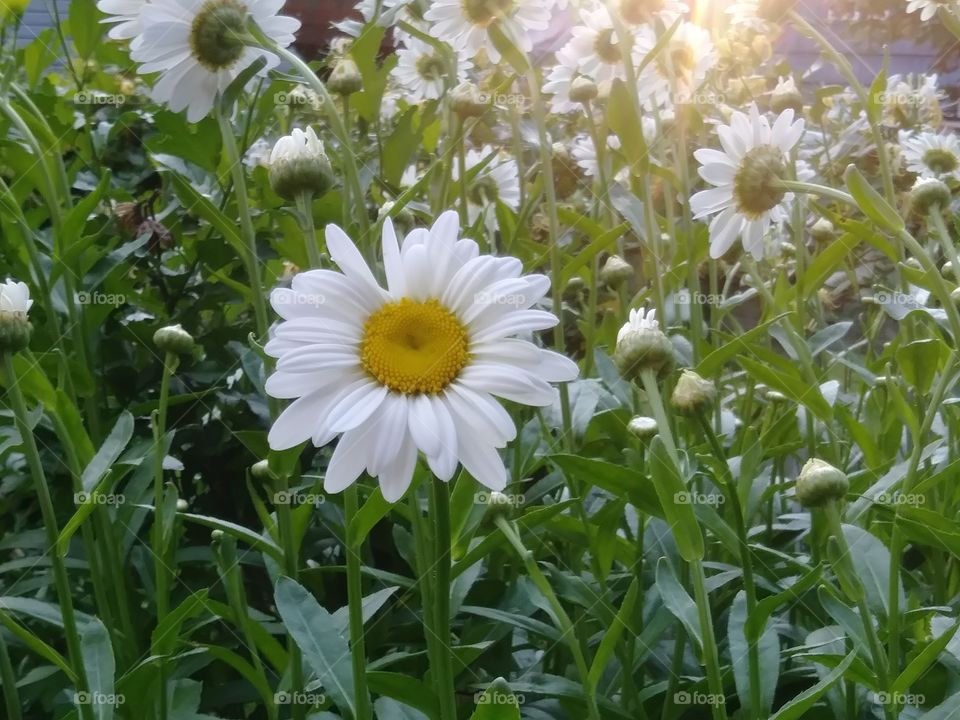 Daisies