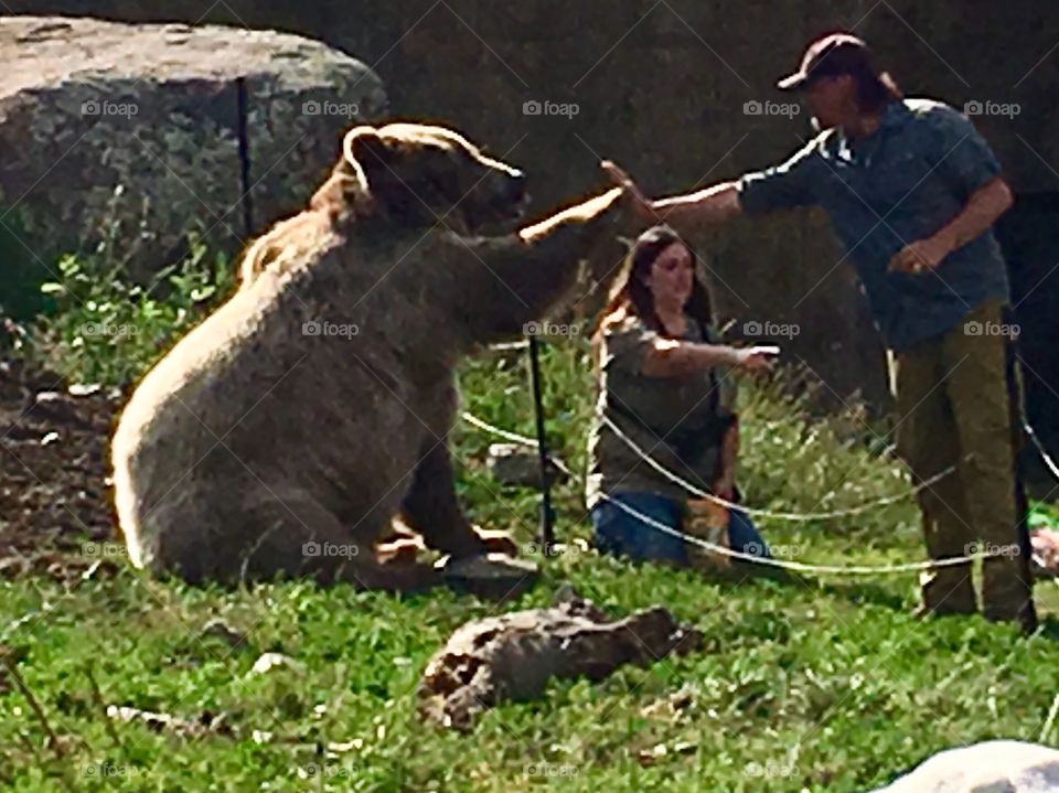 The Grizzly Encounter