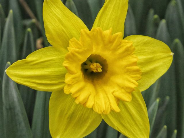 Daffodil
