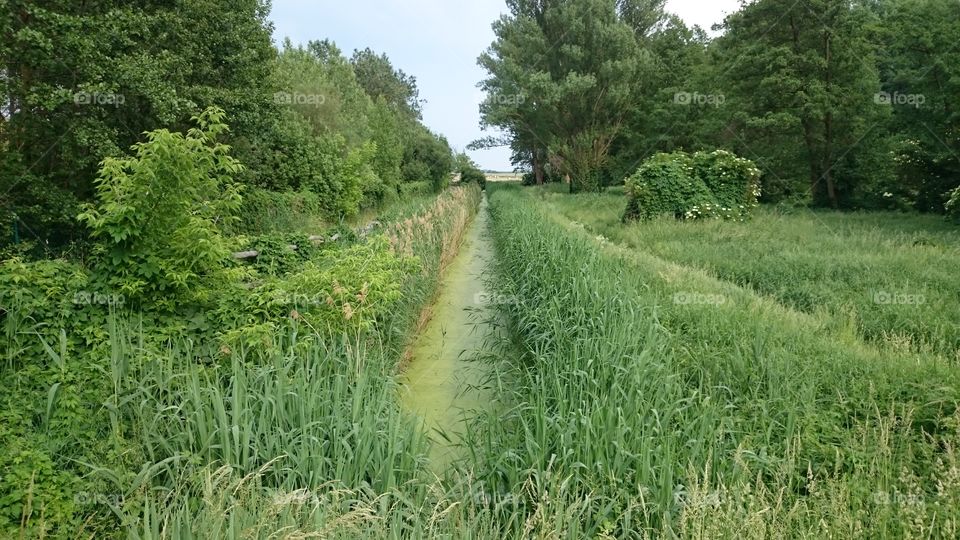 everything turns green in the summer