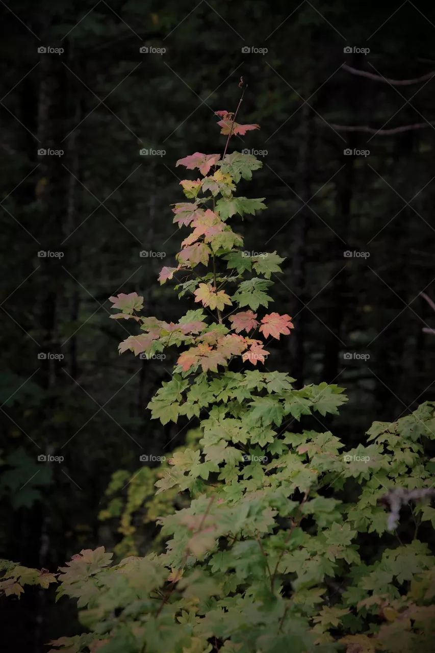 branch, fall, tree