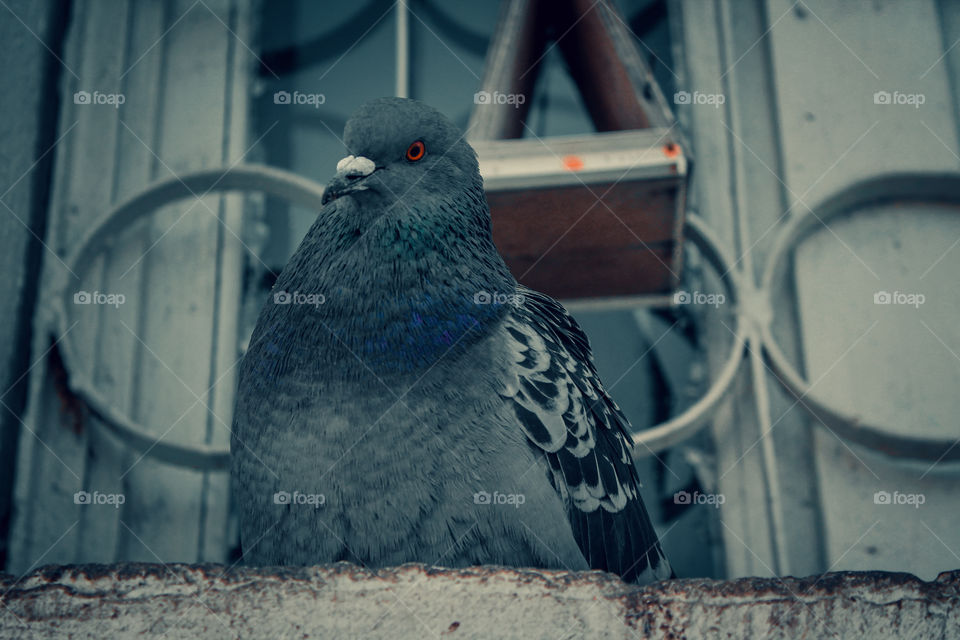 Fat pigeon