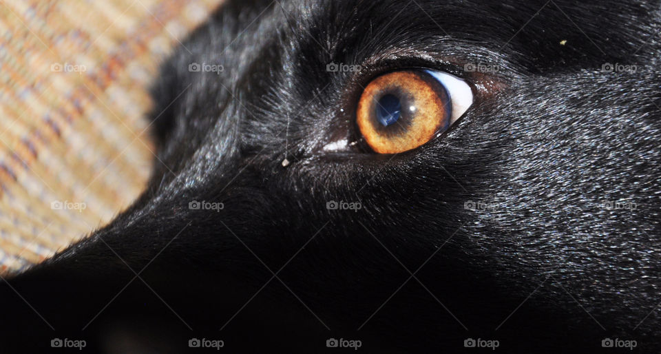 olhos dog