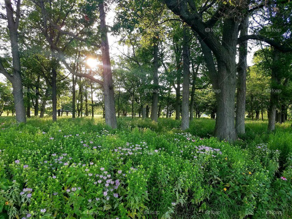 Wildflowers growing beneath trees in a park. The sun is beginning to set, casting beautiful light.