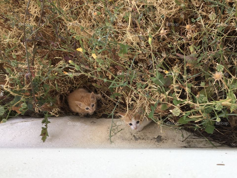 Two kitten waiting their mother cat in nature
