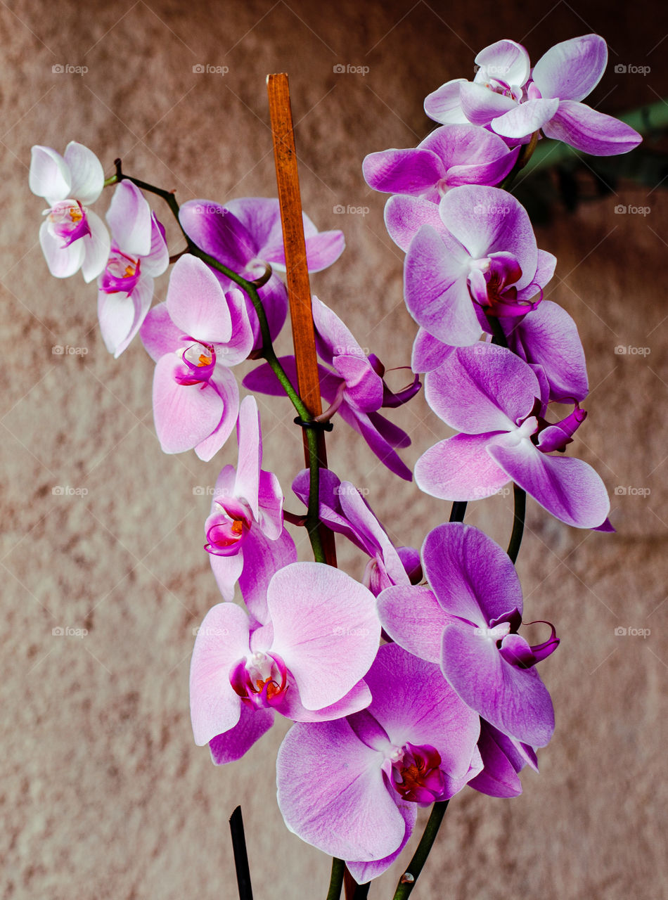 Beautiful purple orchid 