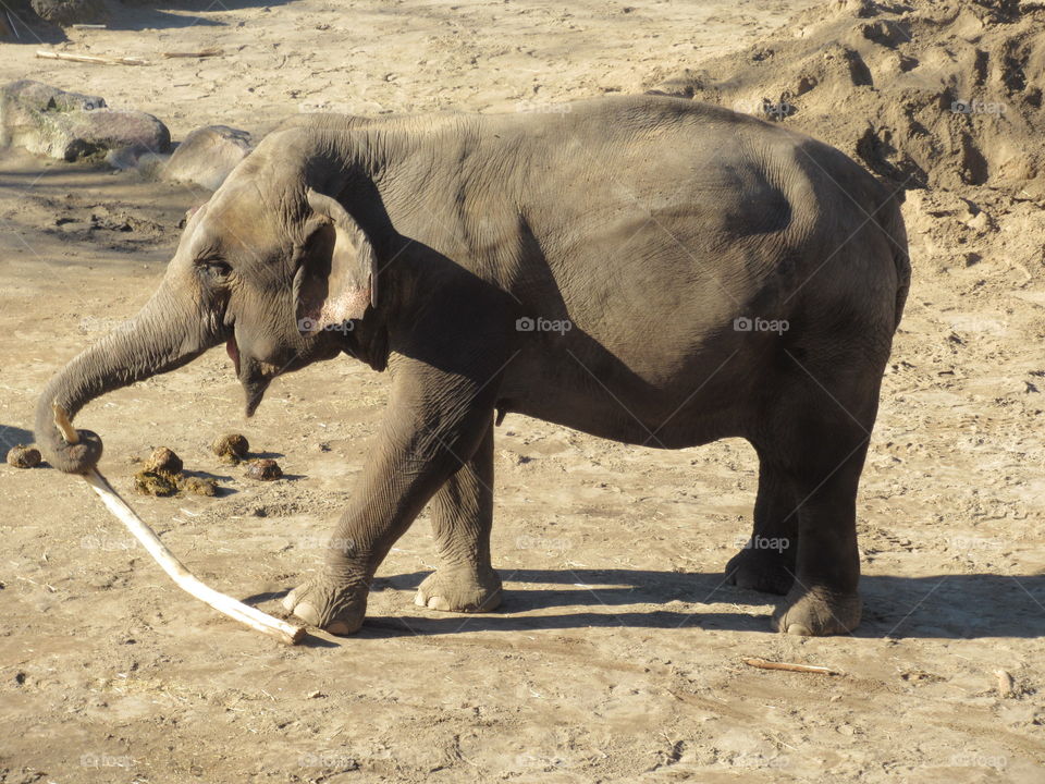 Young elephant being playful cologne zoo germany