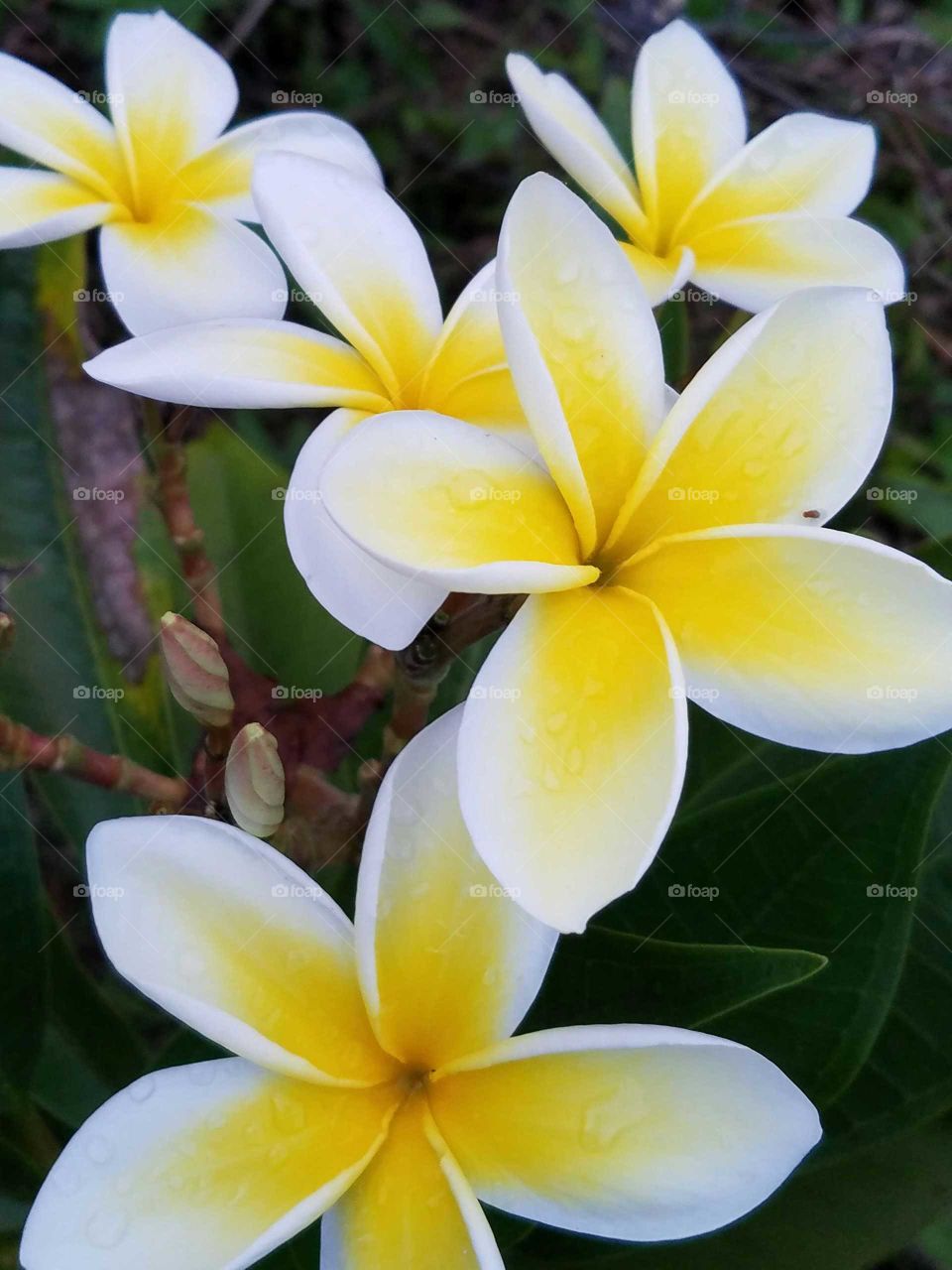 Frangipani