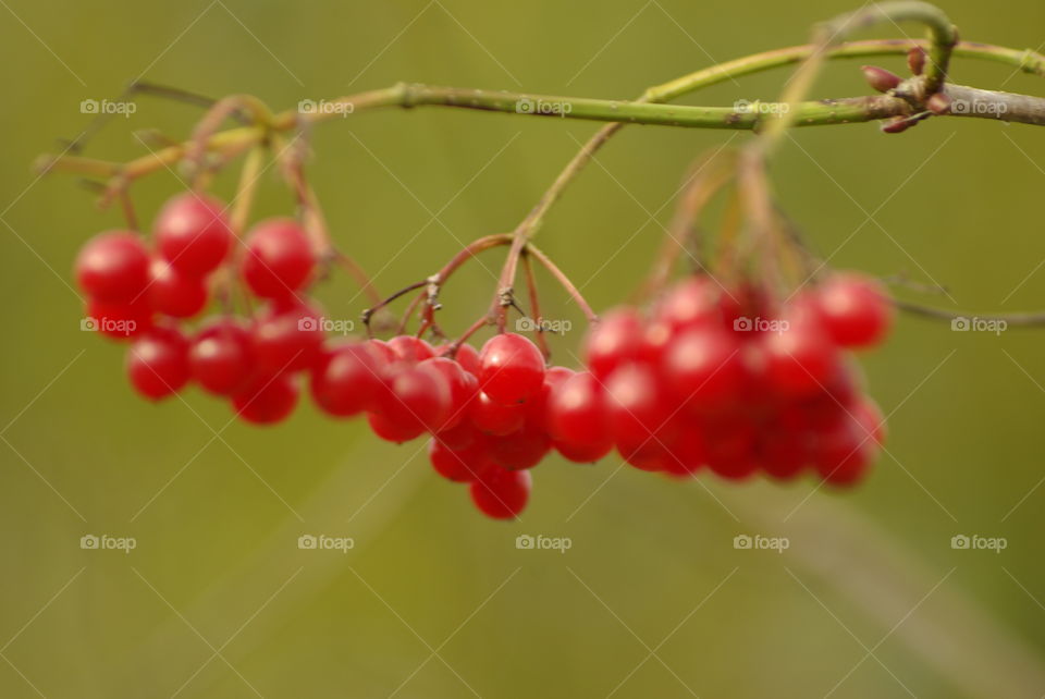 Close-up of redcurrant