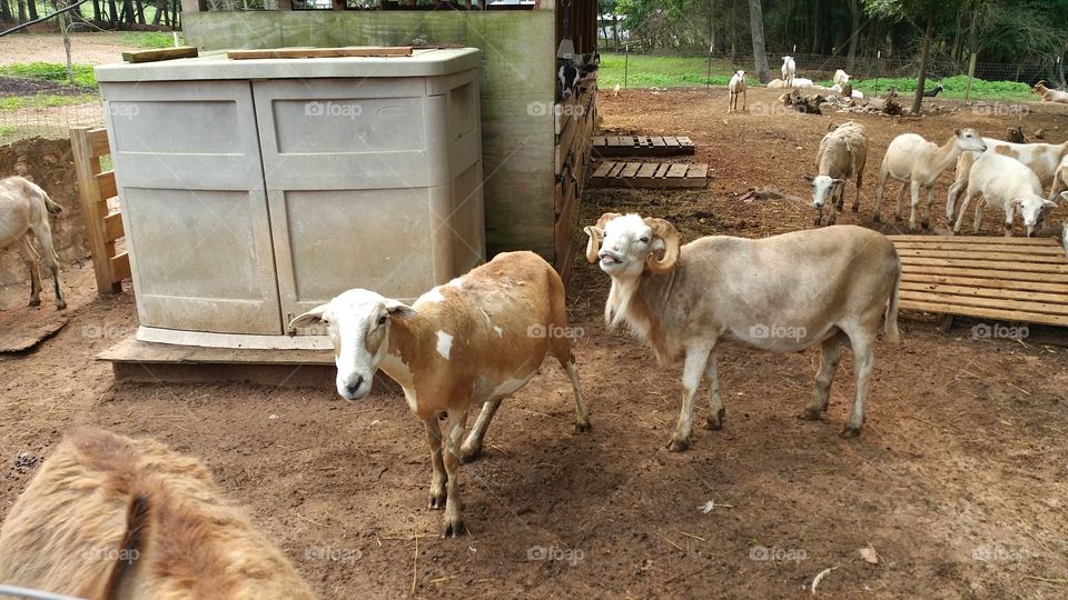 Livestock, Cattle, Mammal, Agriculture, Farm