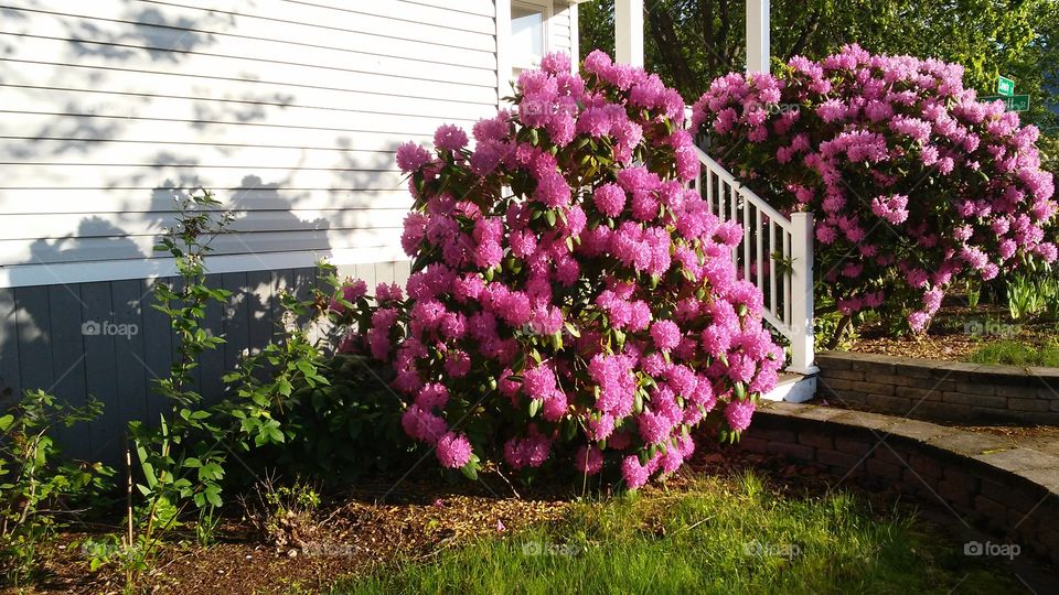 spring. flowers. beauty. morning