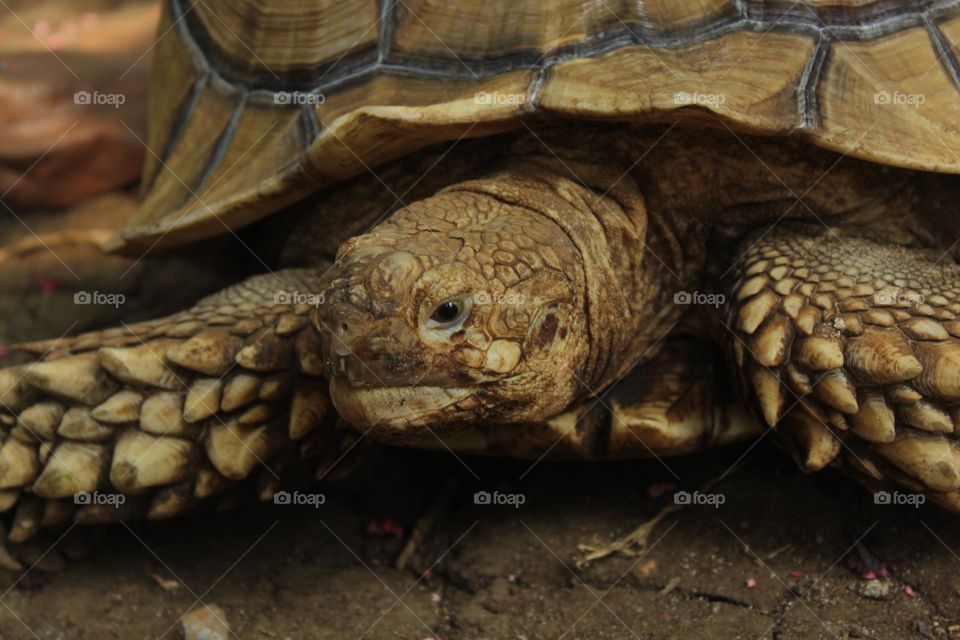 head of turtle close up