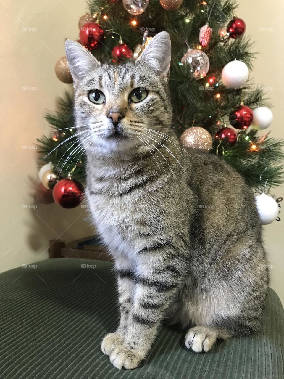 Cat posing in front of a Christmas tree.