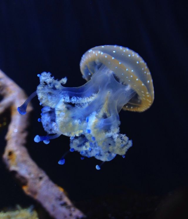 Jelly fish 
