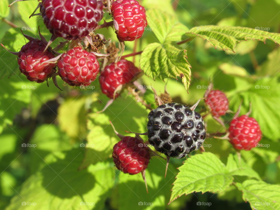 American raspberry Cumberland has a pleasant sweet taste and great aroma, and thanks to a rich set of vitamins, it is also very good for health.