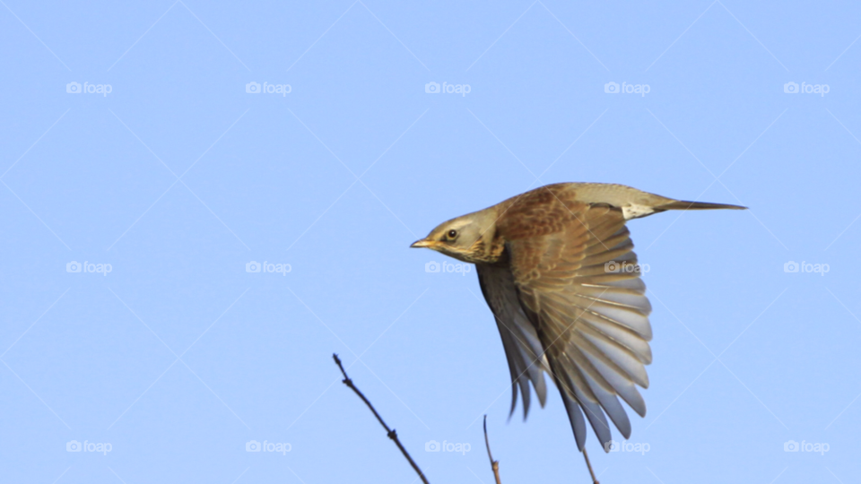 birds rspb saltholme fieldfare by darloandy1963