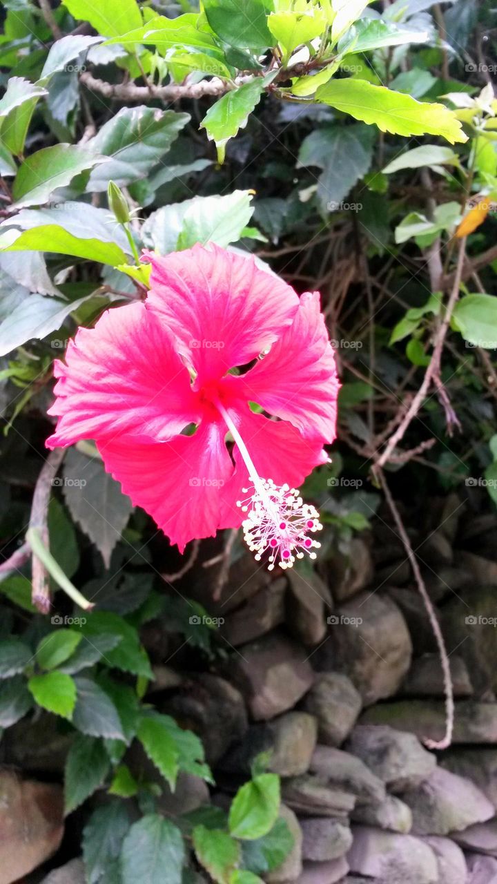 pink hibiscus flower