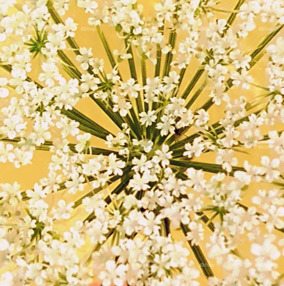 Close-up of Queen Anne's Lace Flower