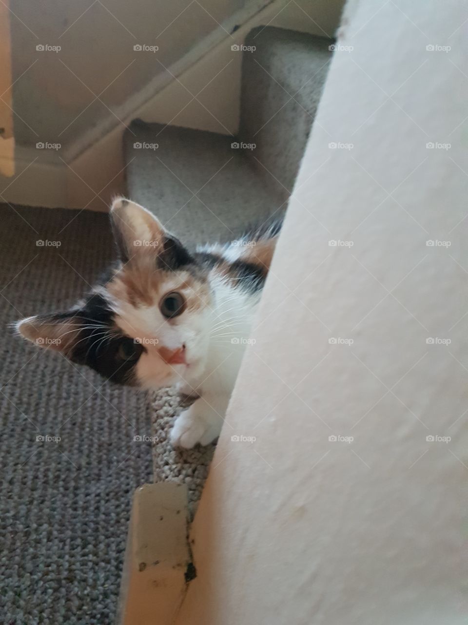 playing time with kitten