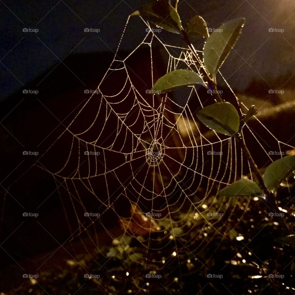 Webs at midnight. 