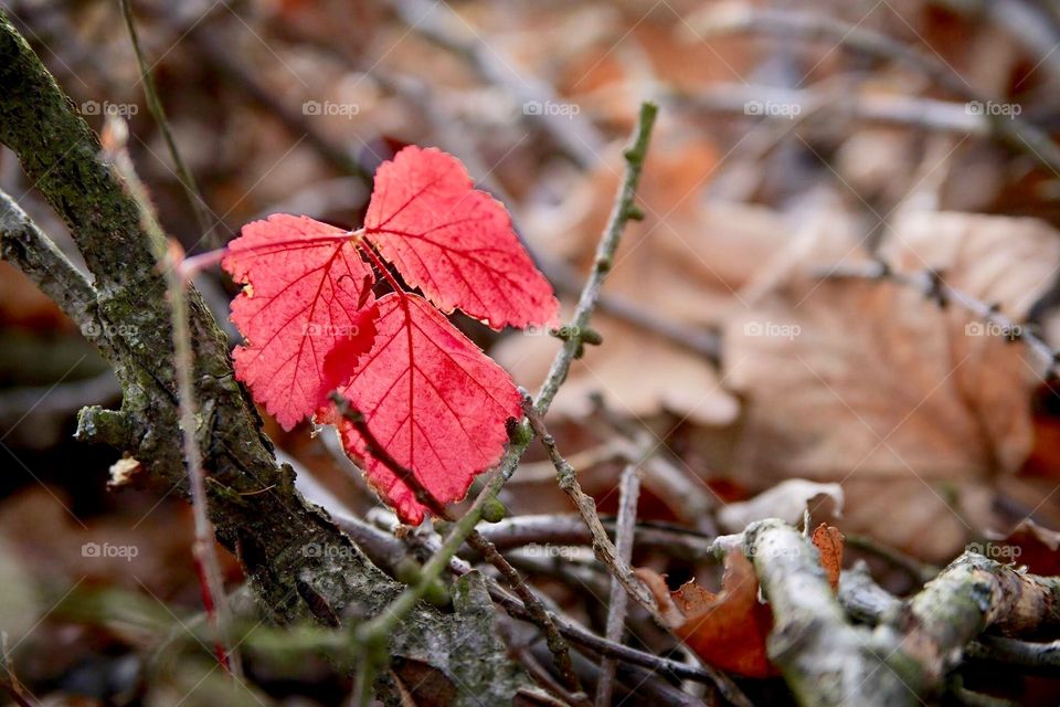 Red ( leaf )