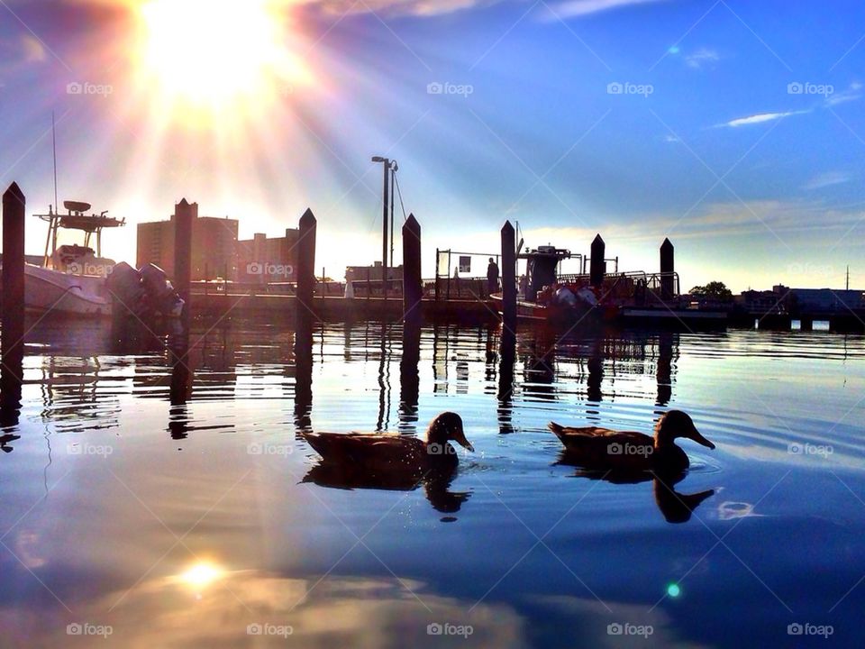 Ducks on the bay