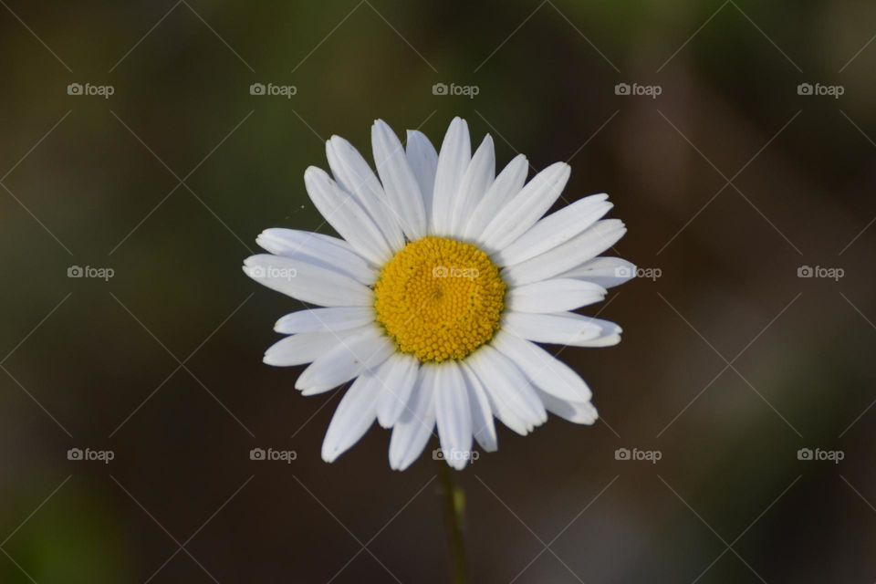 "A daisy (Anthemis)"