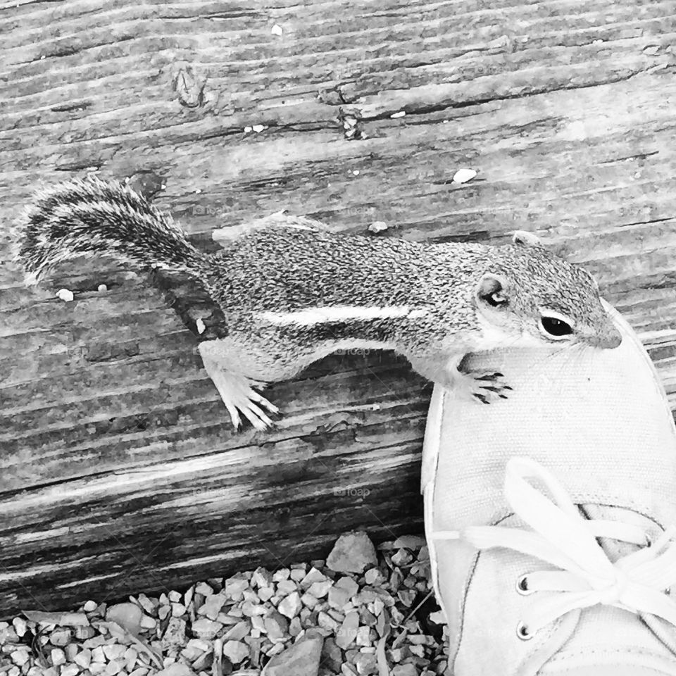 Chipmunk . Chipmunk checking my shoe out.  