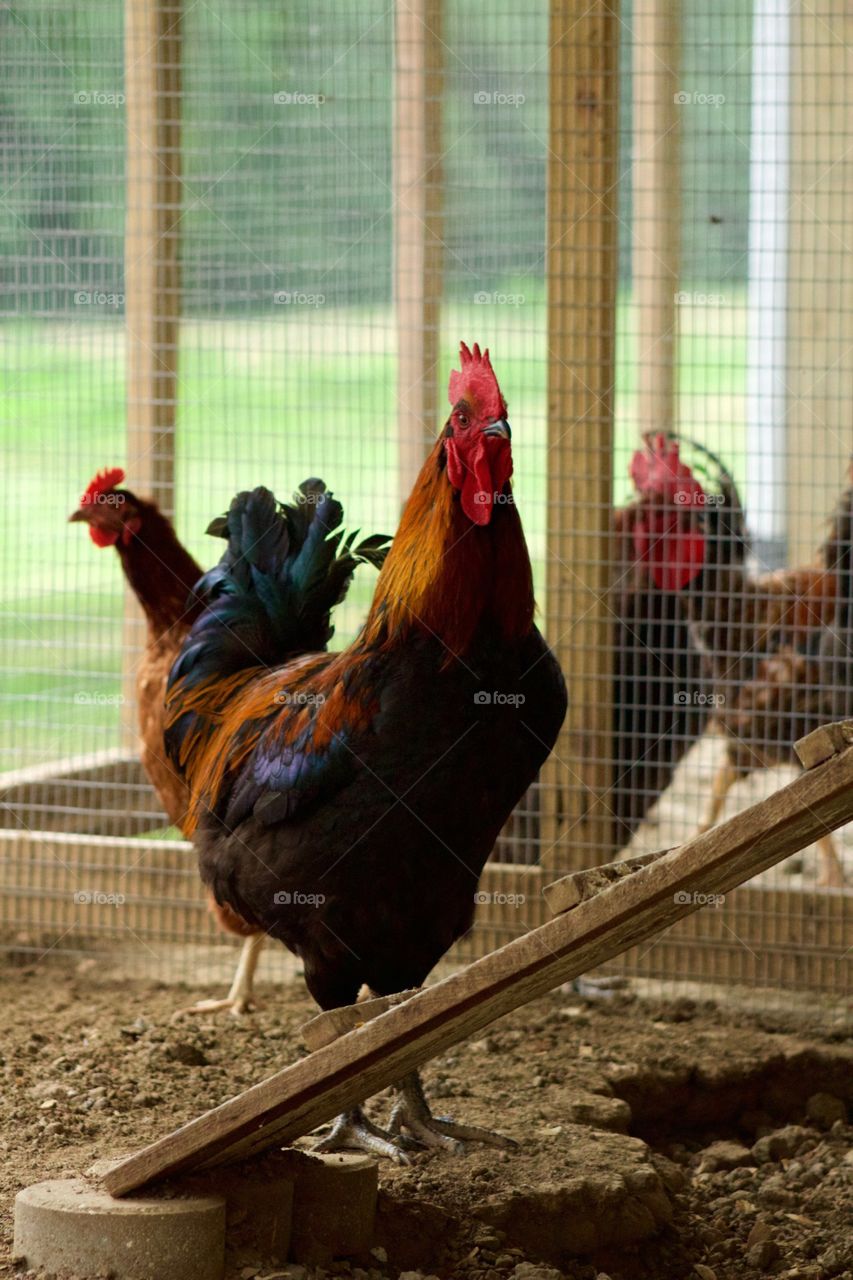 A large rooster with a red comb and wattle and colorful feathers standing by a ramp in a chicken coop, blurred wire and wooden posts in background