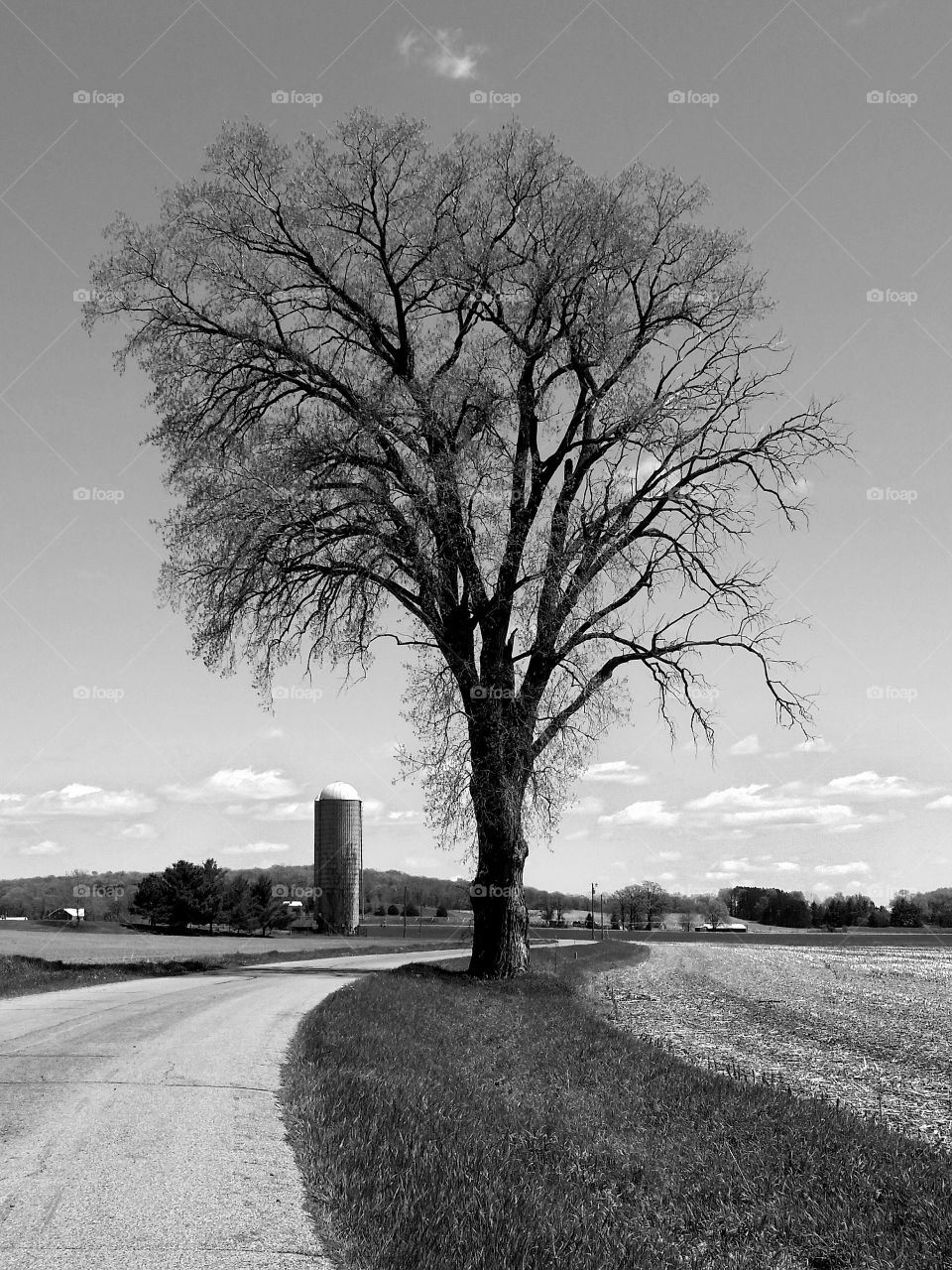 Tree, No Person, Road, Landscape, Guidance