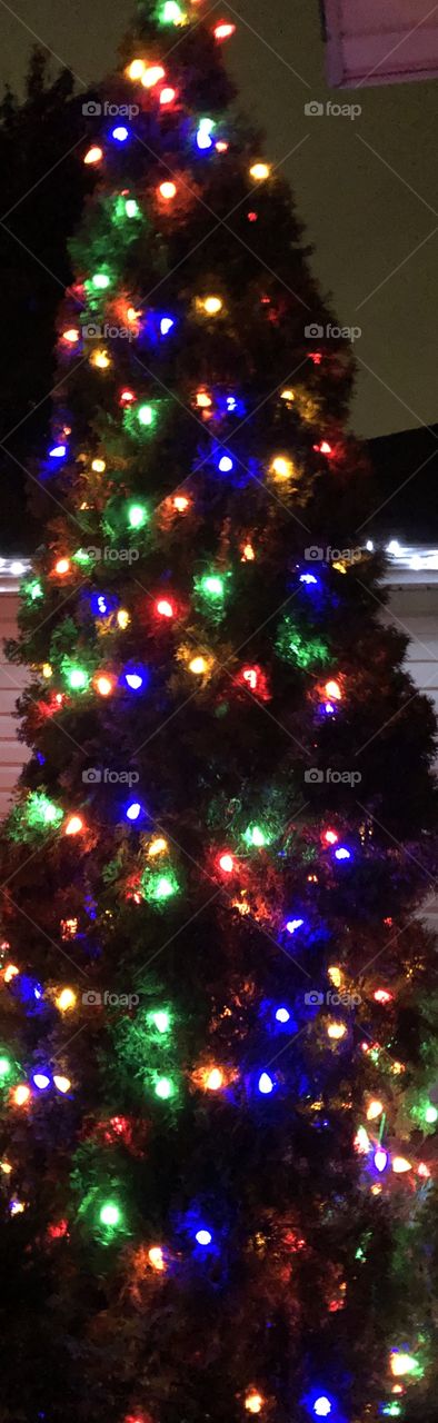 Outdoor Christmas Tree Lights At Nighttime