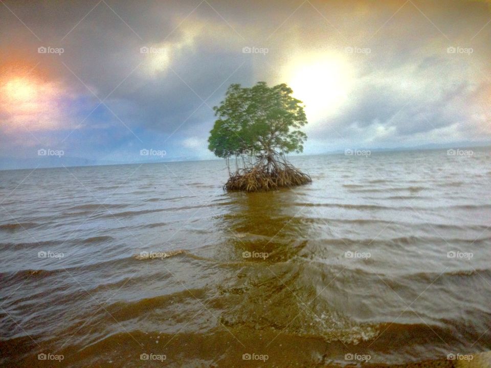 mangroves in solitude
