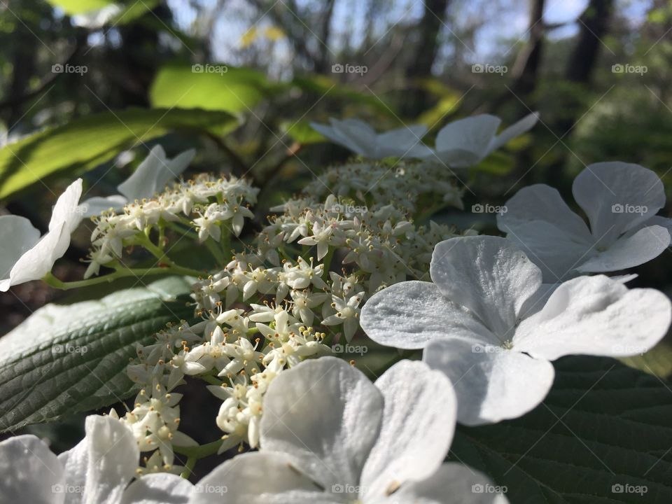 hydrangea