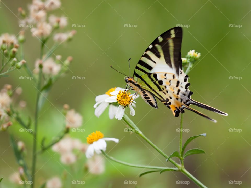 butterfly from Sapa in Vietnam