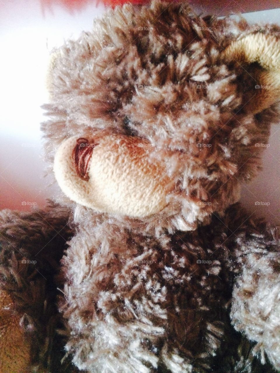 Teddy