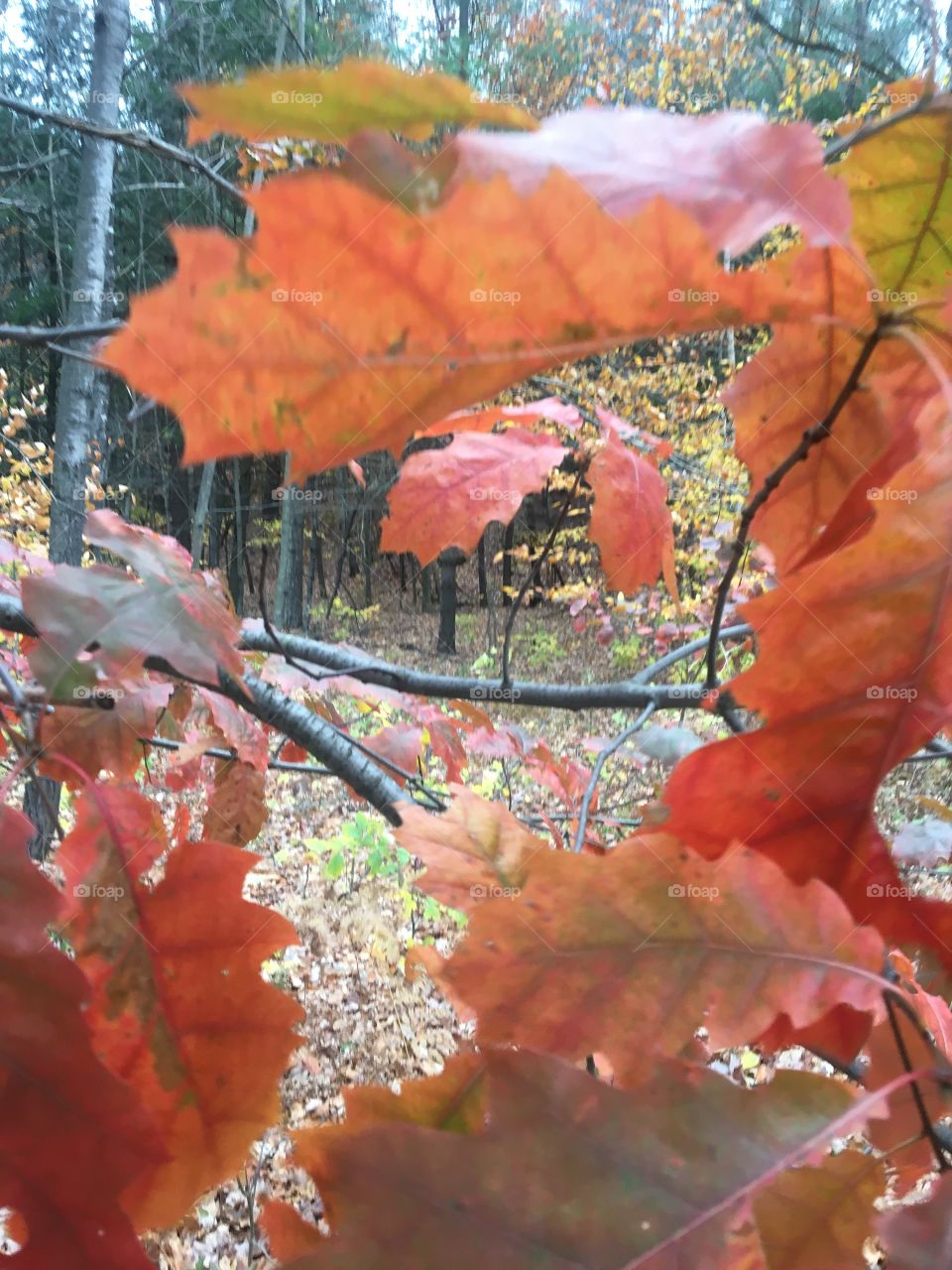 Oak leaves in VT in autumn