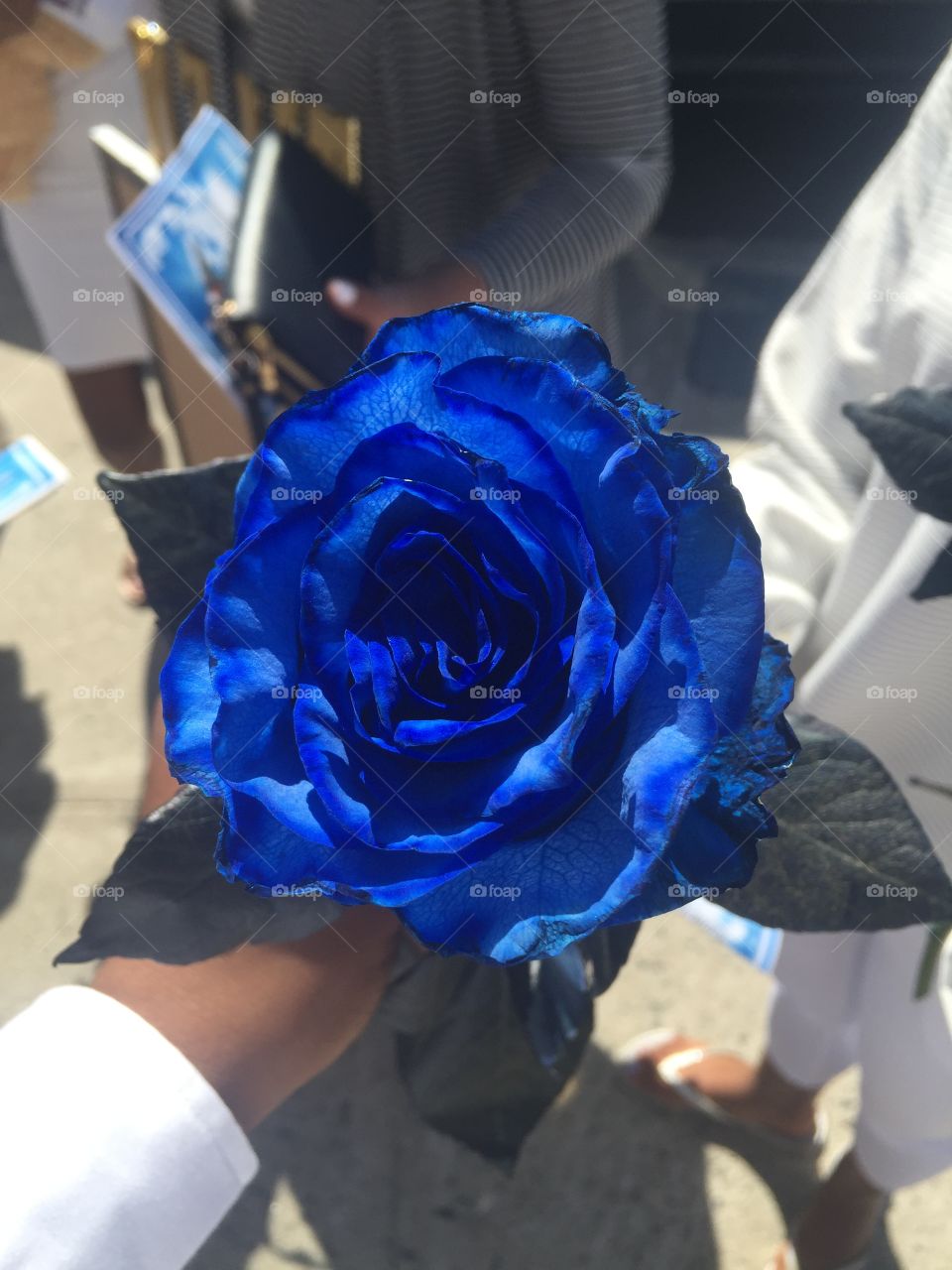 Blue flower 💙