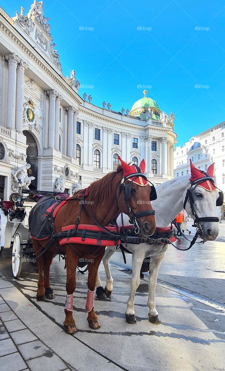 Vienna Spanish riding school