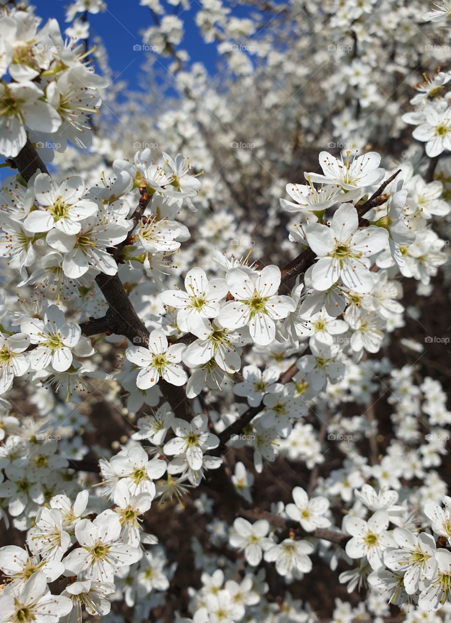 Flowering branches of trees