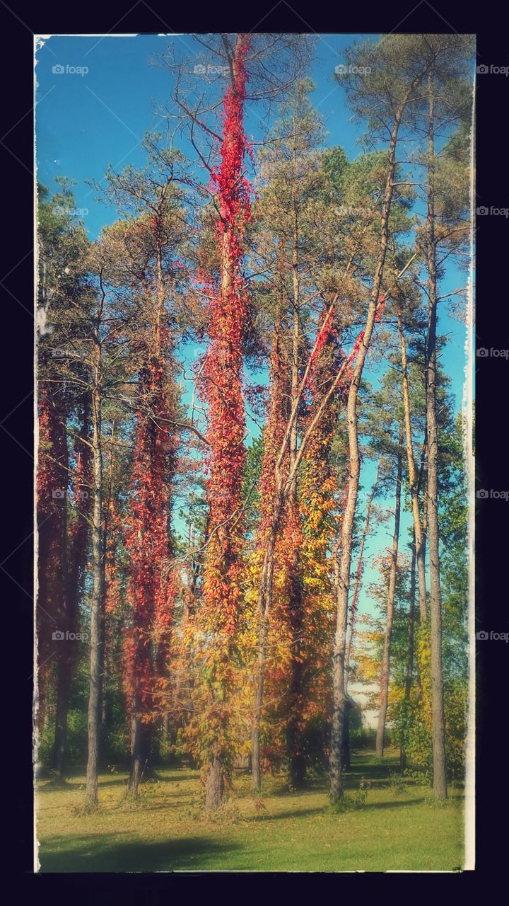 Flame. Autumn Leaves