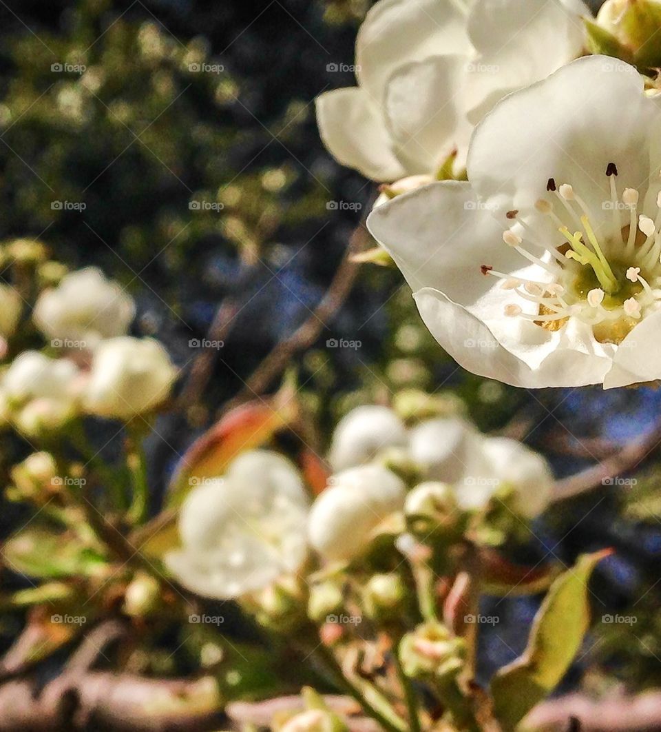 White flower and bud blooming on plant