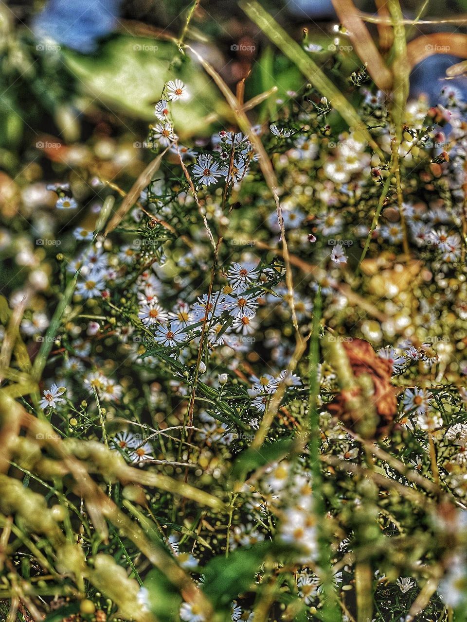 Wild Asters growing as a way to usher in Fall in the South