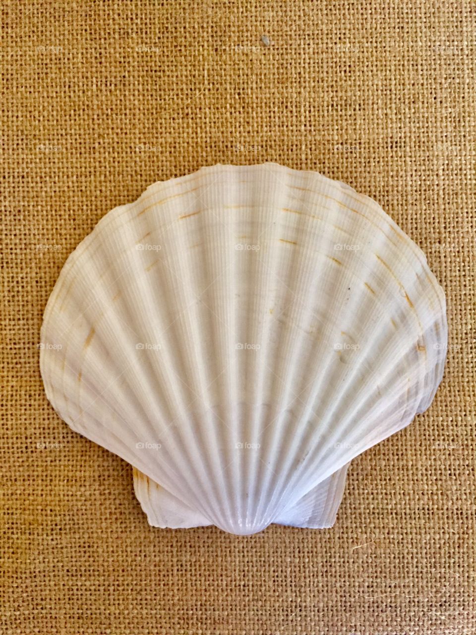 Giant Scallop 