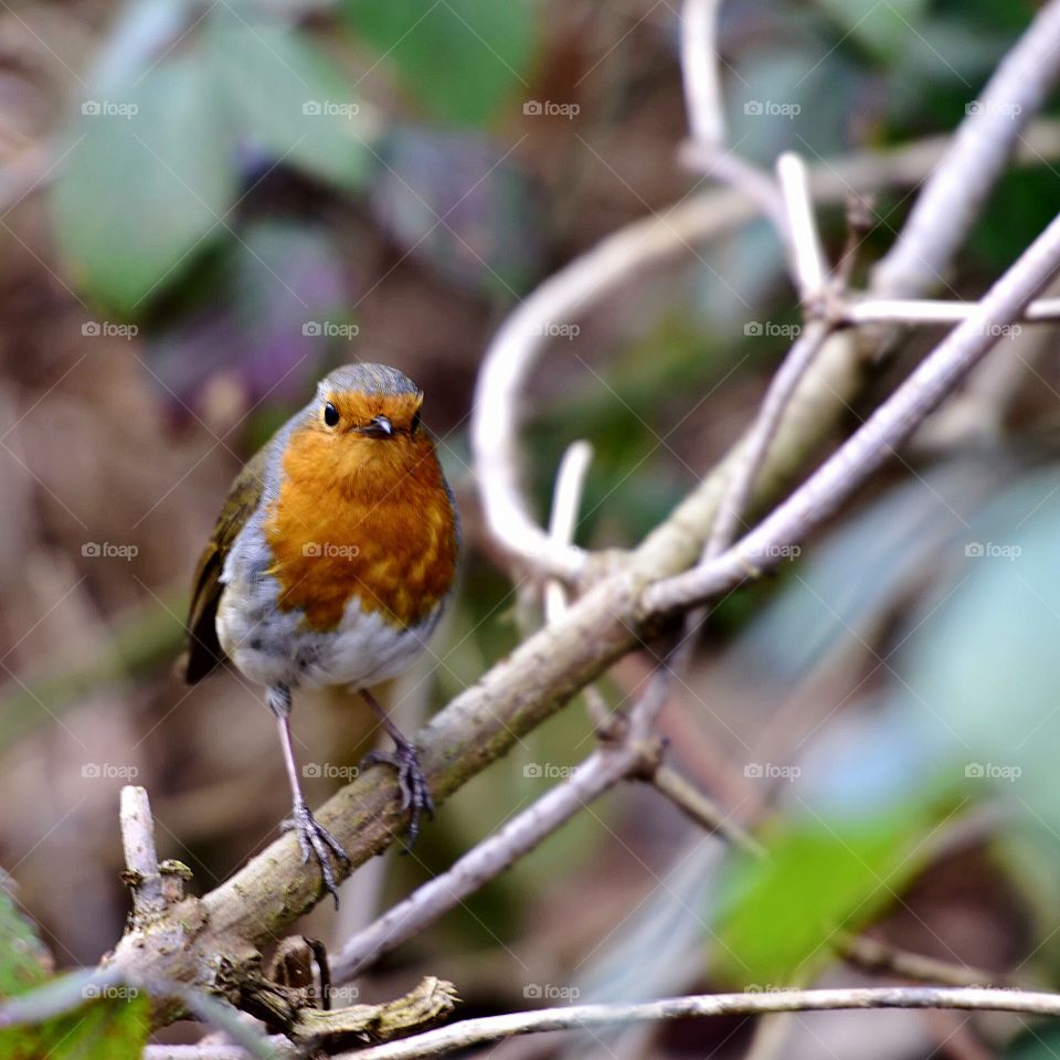 Robin perching on branch